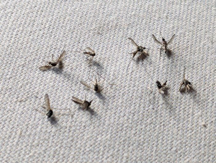 elektrische Fliegenklatsche Mücken